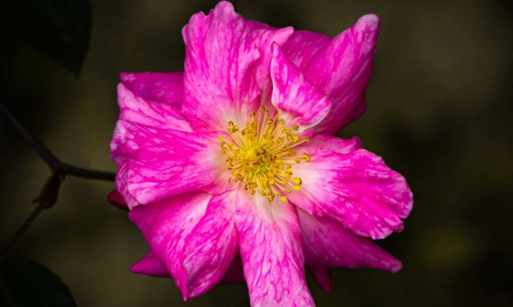 Αγριολούλουδο καταπραΰνει κρυολόγημα και πόνους στις αρθρώσεις